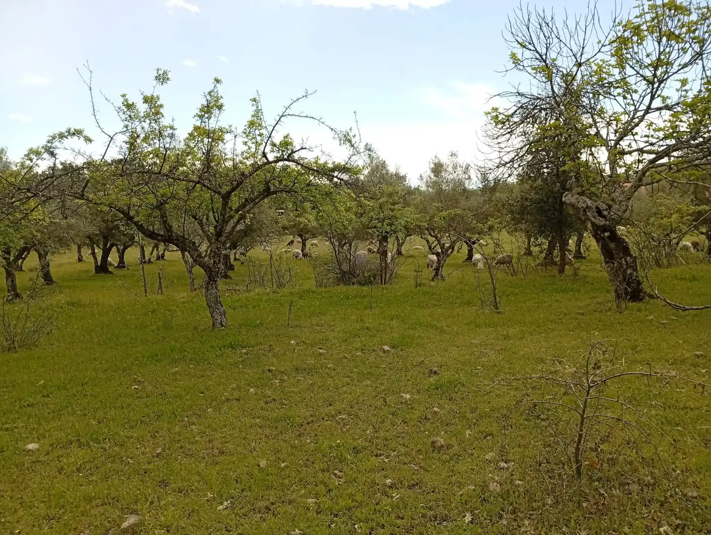 Terreni e lotti in vendita a Villanueva de la Vera, imagen 83