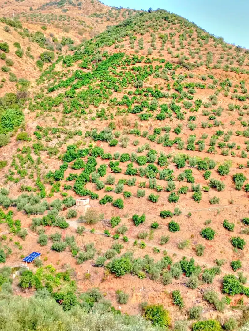 Rural land for sale in El Borge, imagen 3