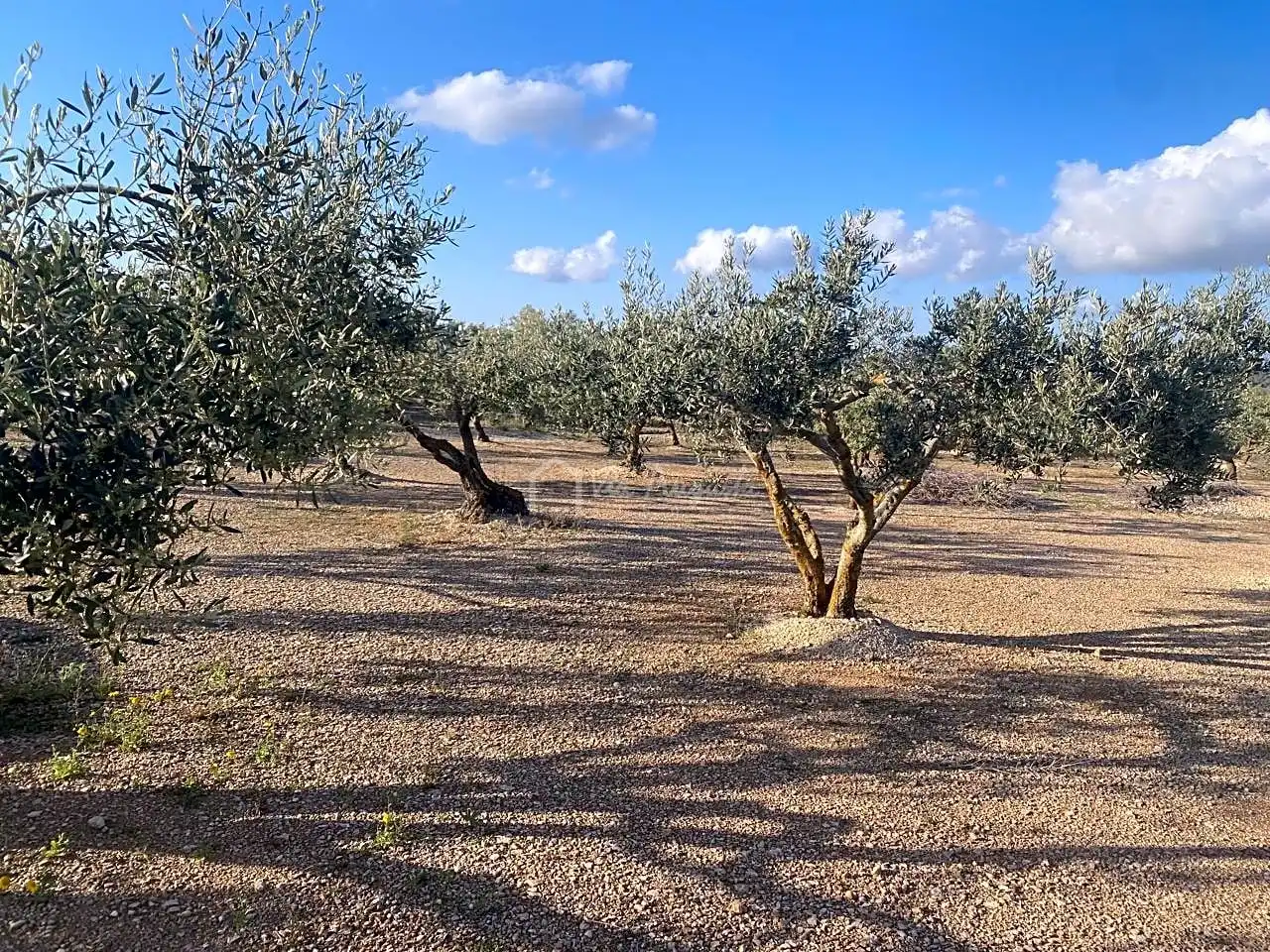 Terreno rustico in vendita a Burgà, imagen 22