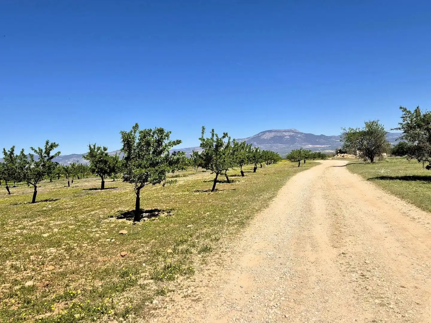 Terreny rústic en venda a Moraleda de Zafayona, imagen 30