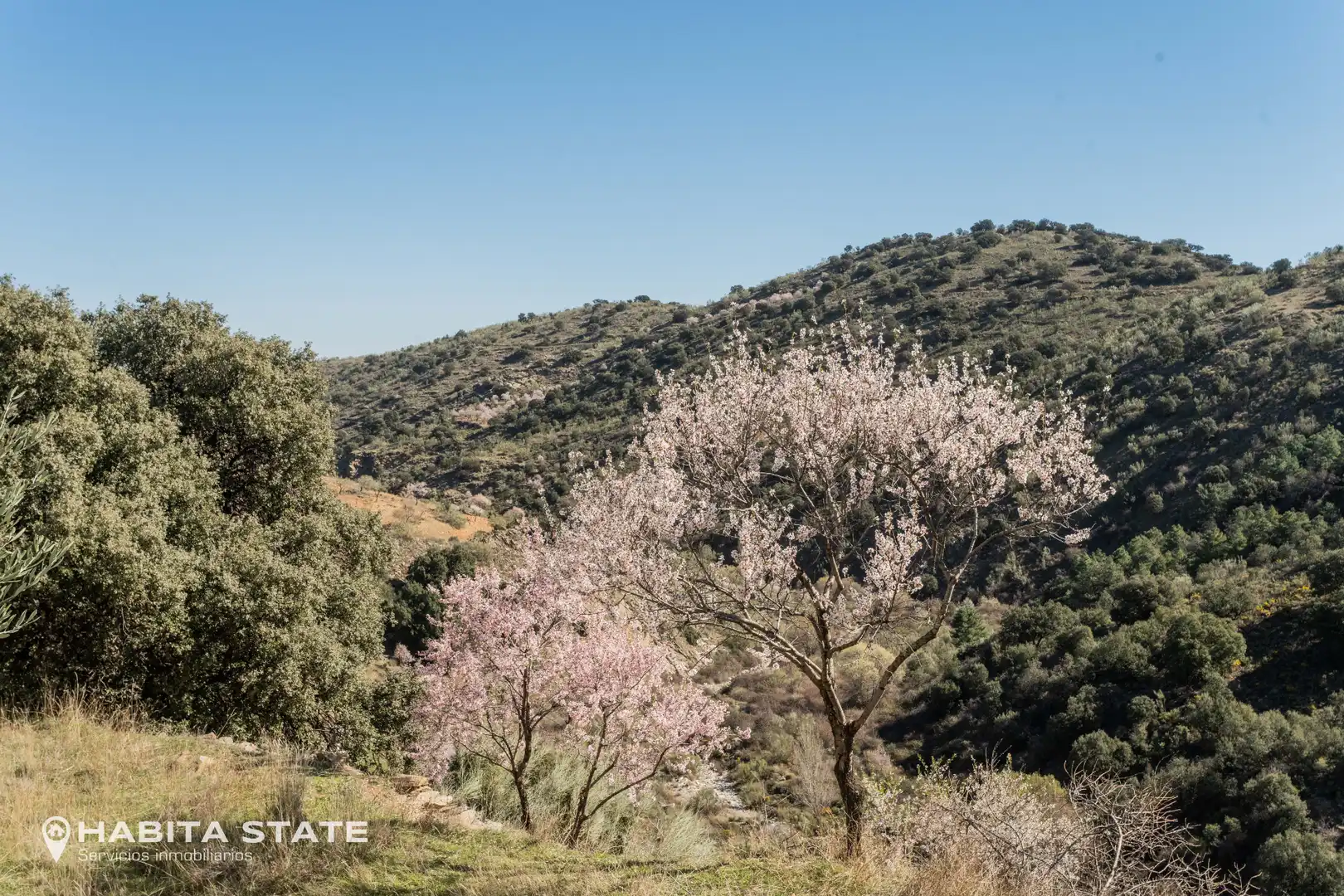 Vista exterior de Casa o xalet en venda en Macael amb Jardí privat, Terrassa i Moblat