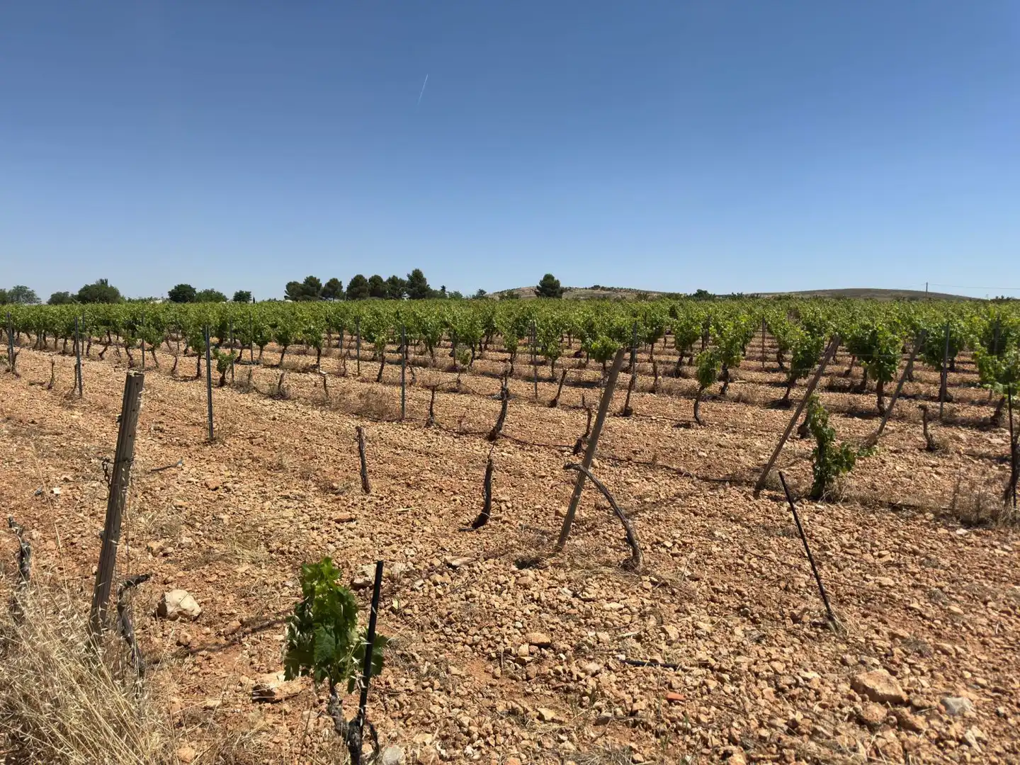 Finca rústica en venta en Valdepeñas con Piscina