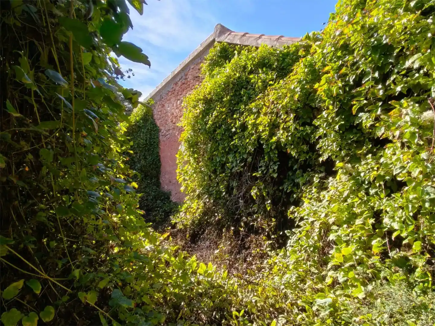 Jardín de Finca rústica en venta en Bogarra con Jardín privado