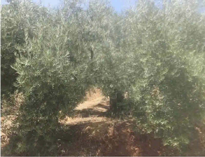 Terrenys i solars en venda a Fuensanta de Martos, imagen 2