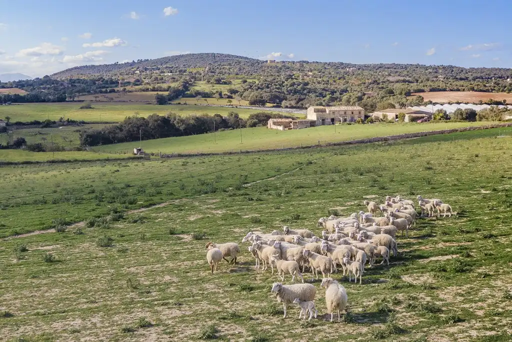 Casa rústica en venta en Manacor Centre, imagen 11