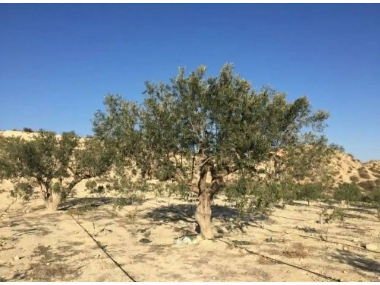 Rural land for sale in Calle MAYOR, imagen 2