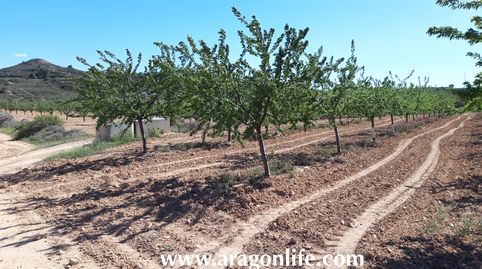 Finca con riego a goteo en Fabara. 16.135m2. 35.000€