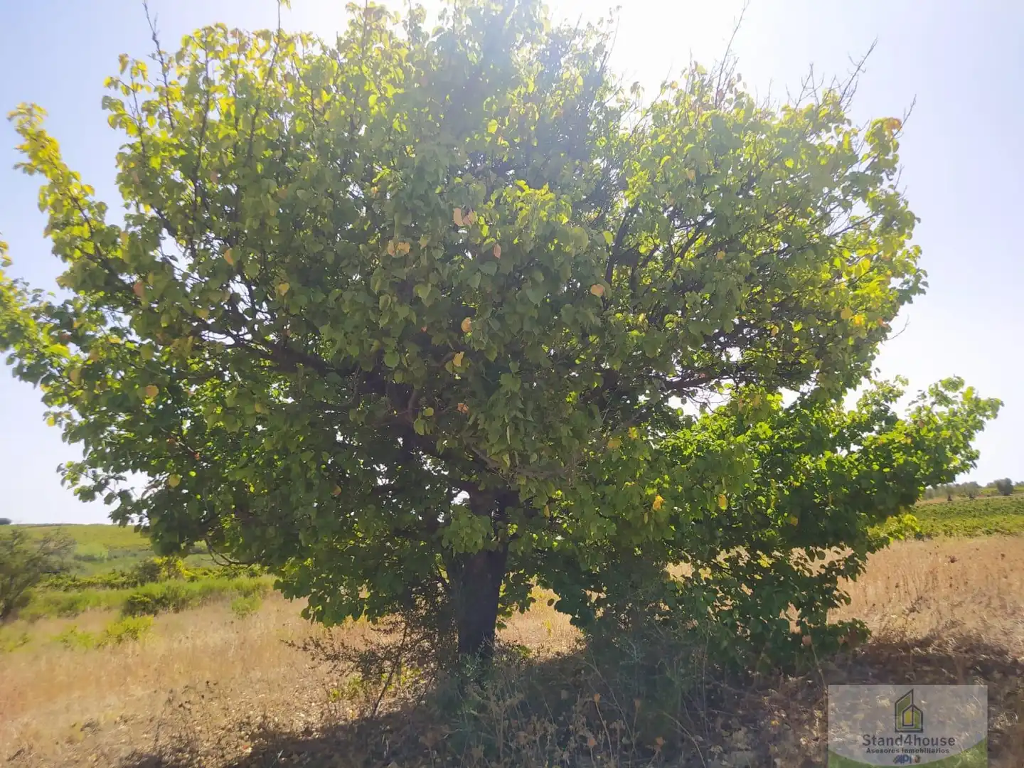 Finca rústica en venda a Villarrasa