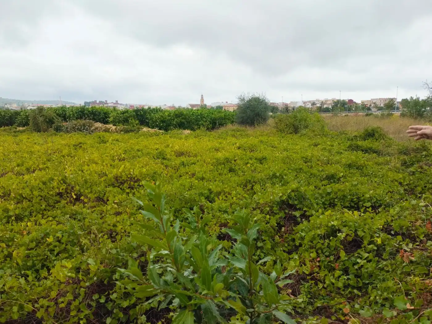 Terreny rústic en venda a L'Alcúdia de Crespins, imagen 4