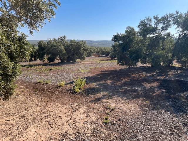 Terreno en Venta en Doña Mencía