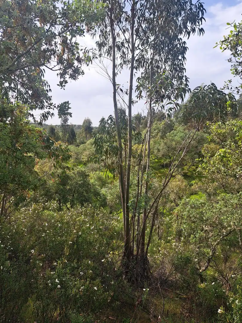 Terreno en venta en Herrera de Alcántara