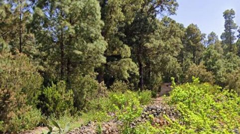 Foto 3 de Terreno en venta en La Vega - El Amparo - Cueva del Viento, Icod de los Vinos