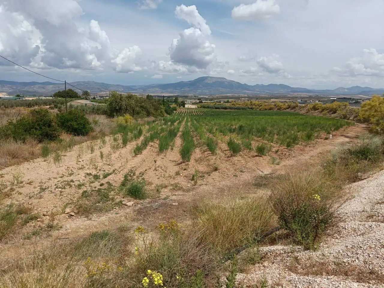 Rural land for sale in Moraleda de Zafayona, imagen 5