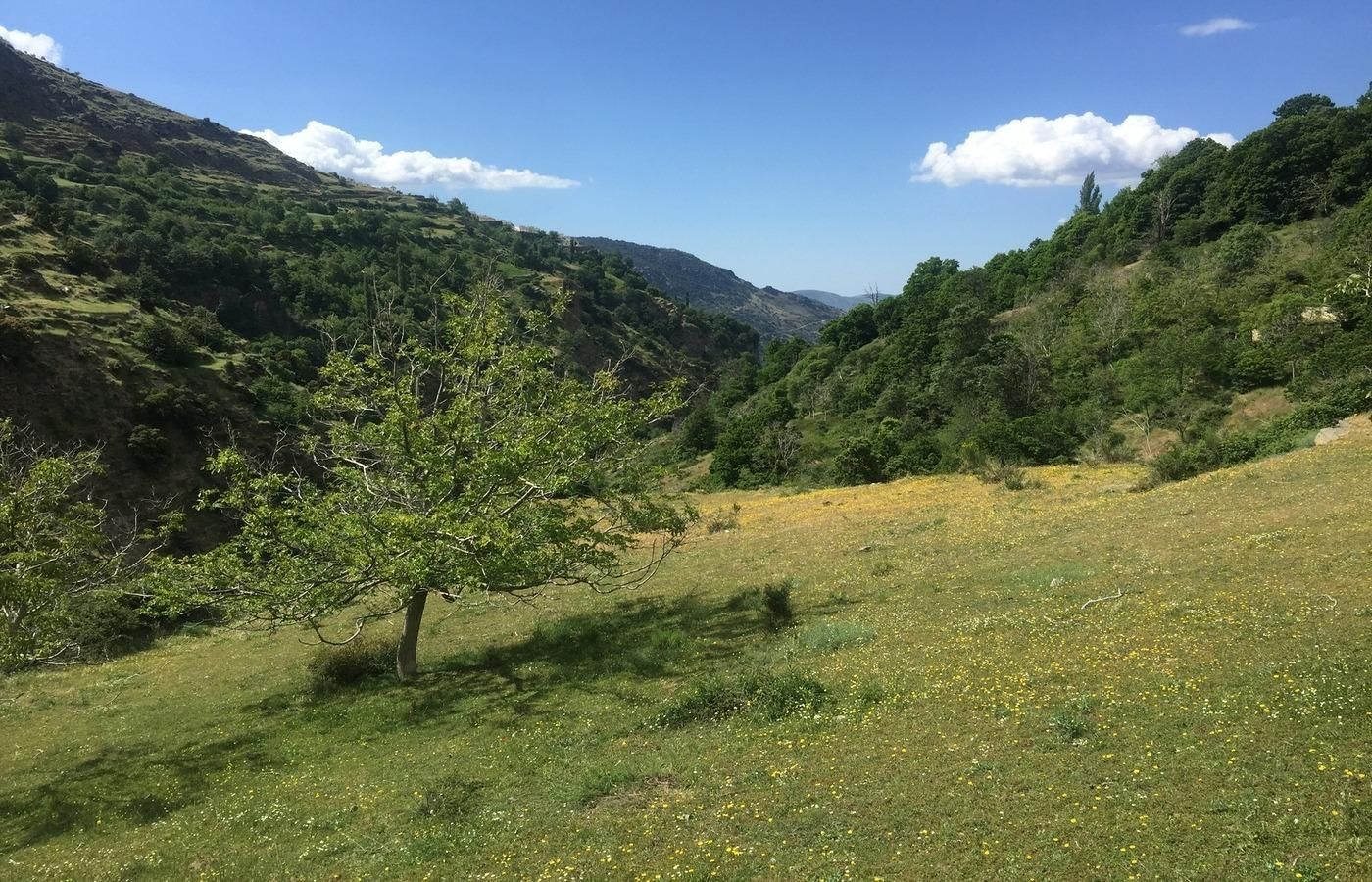 Garden of Country house for sale in Capileira  with Terrace