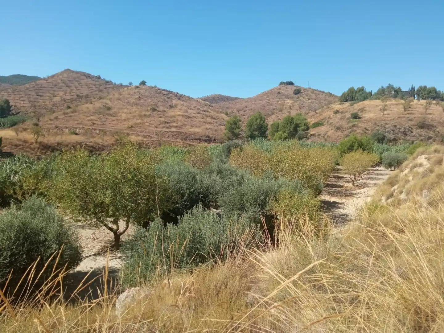 Terrains et parcelles à vendre à Pedanías Norte, imagen 37