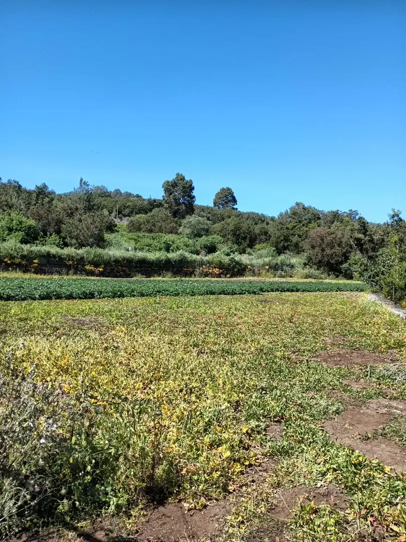 Finca rústica en venta en Garachico