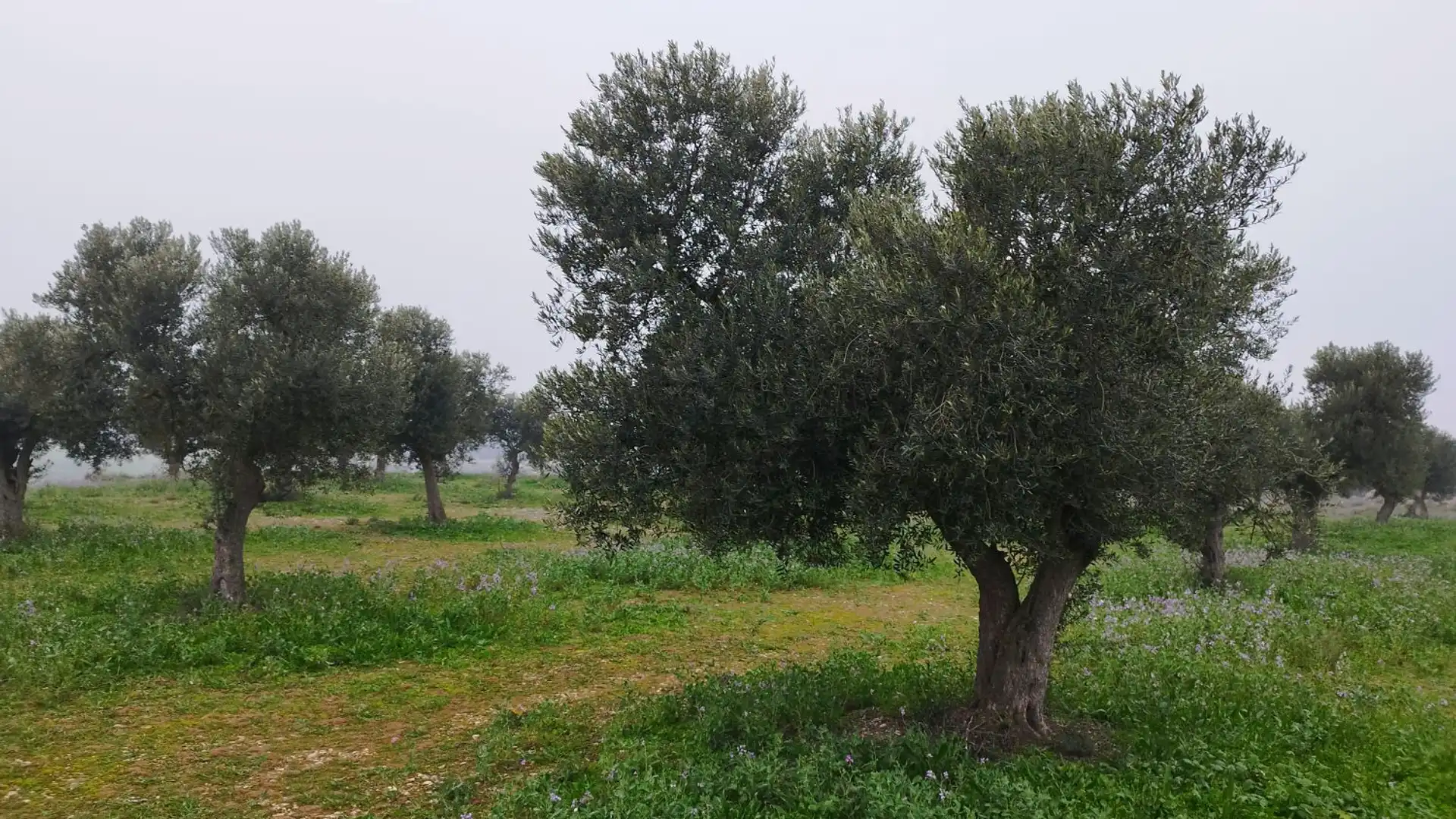 Finca rústica en venda en Aitona
