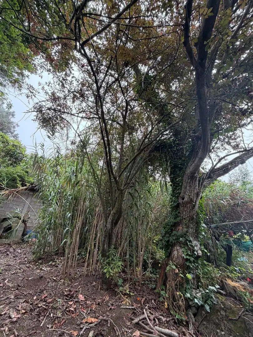 Terreno rustico in vendita a El Bebedero - Pinolere - Aguamansa, imagen 46