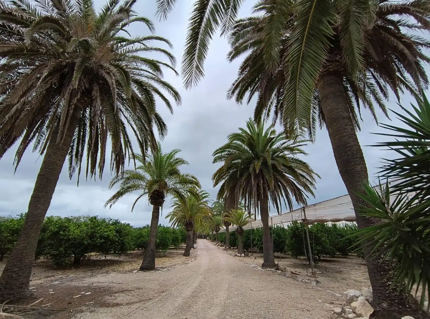 Vista exterior de Finca rústica en venta en Cullera con Calefacción, Jardín privado y Terraza