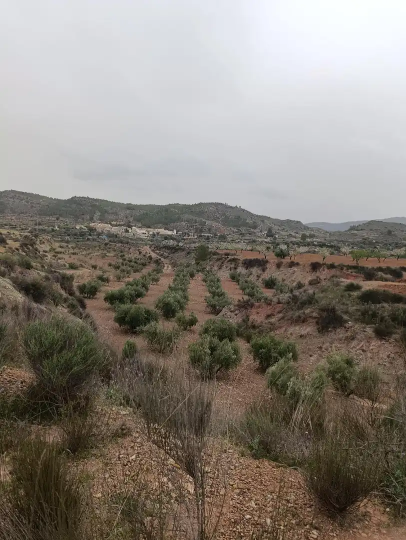 Terrenys i solars en venda a Bullas