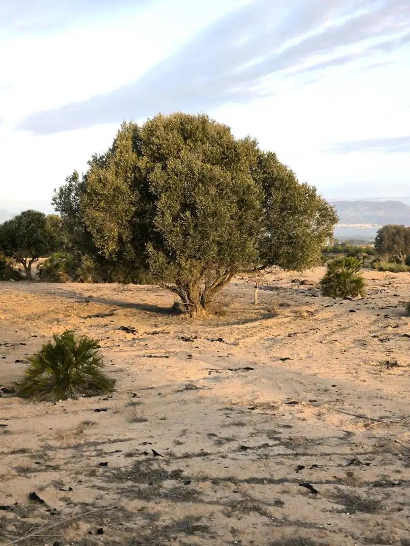 Terrain rustique à vendre à La Marina, imagen 18
