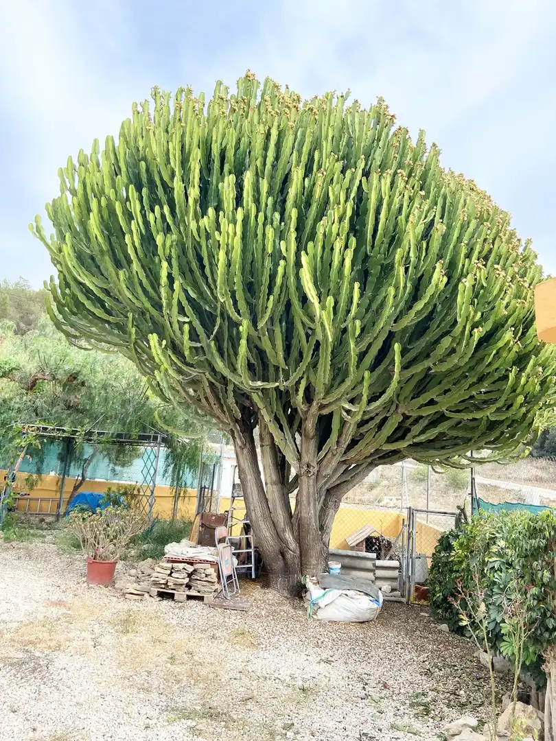 Jardín de Casa o chalet en venta en Petrer