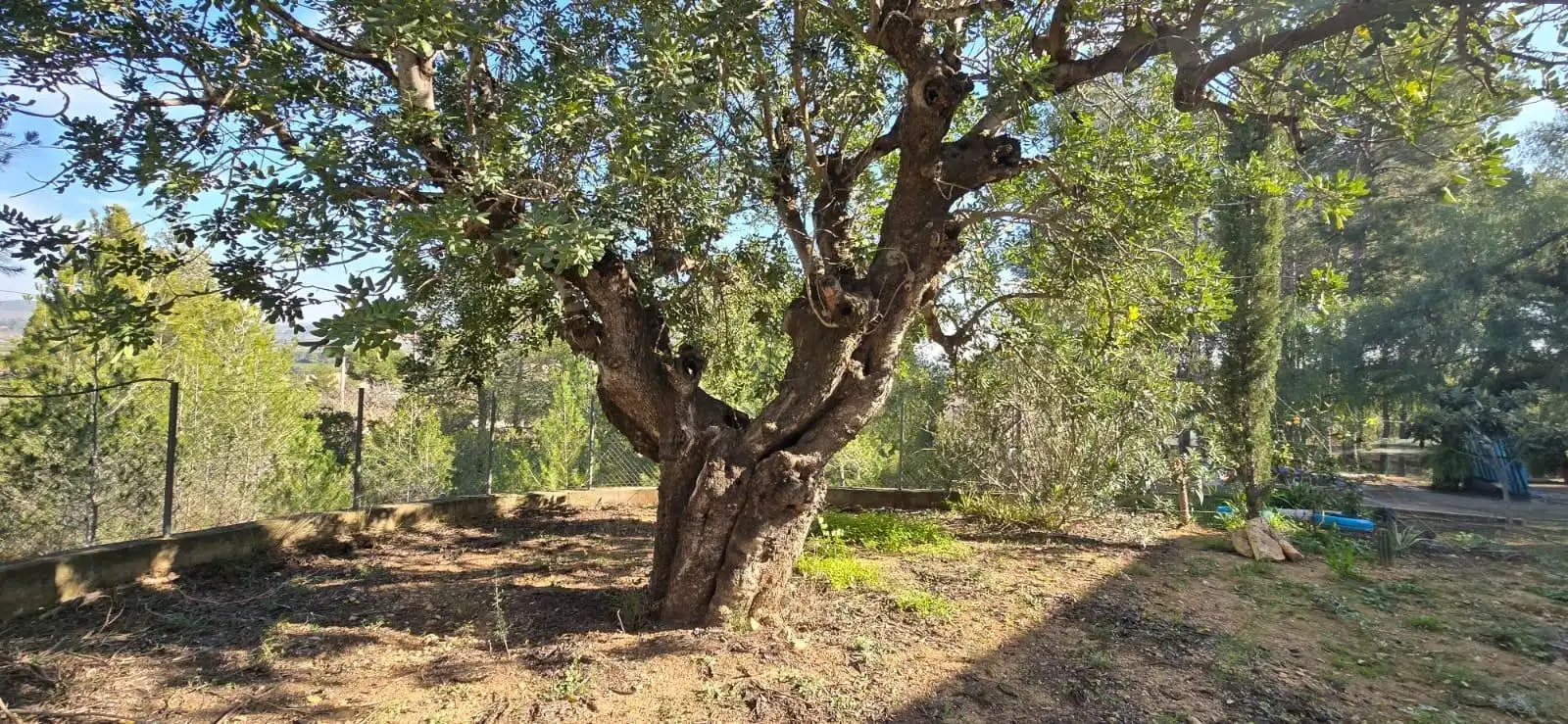 Jardí de Casa adosada en venda en Chiva amb Jardí privat i Terrassa