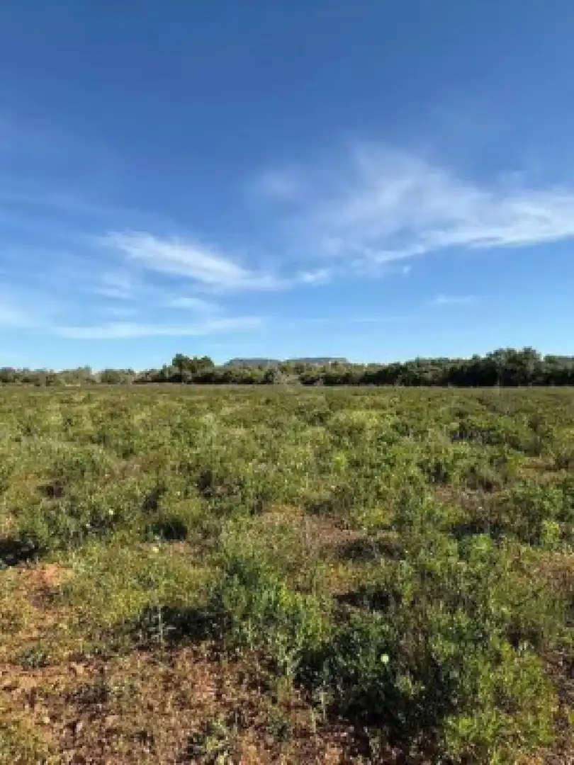 Terreny residencial en venda a Llucmajor - Camino d` Alacantí, imagen 15