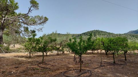 Foto 4 de Finca rústica en venda a Freginals, Tarragona