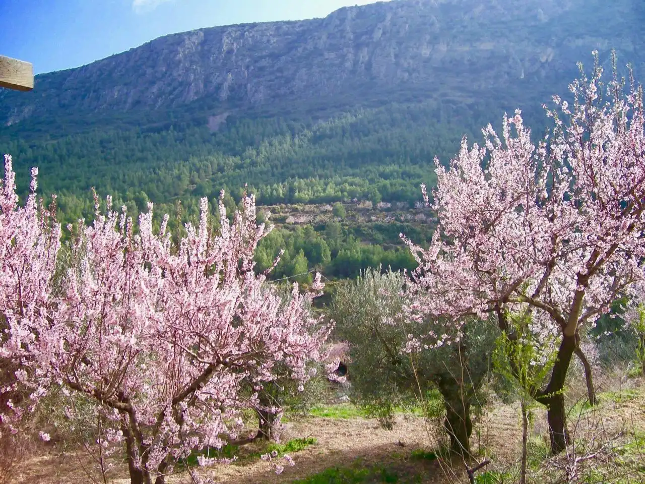 Exterior view of Country homes for sale in Benimantell  with Private garden and Terrace