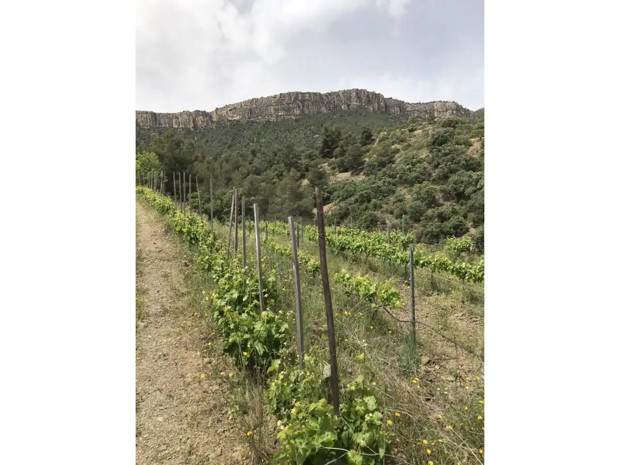 Rural land for sale in Calle Lloa, imagen 8