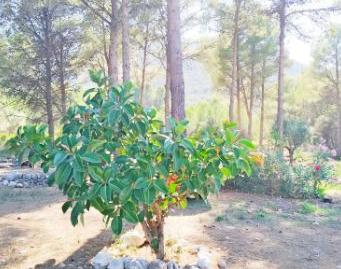 Photo 4 of Country house for sale in Parcent, Alicante