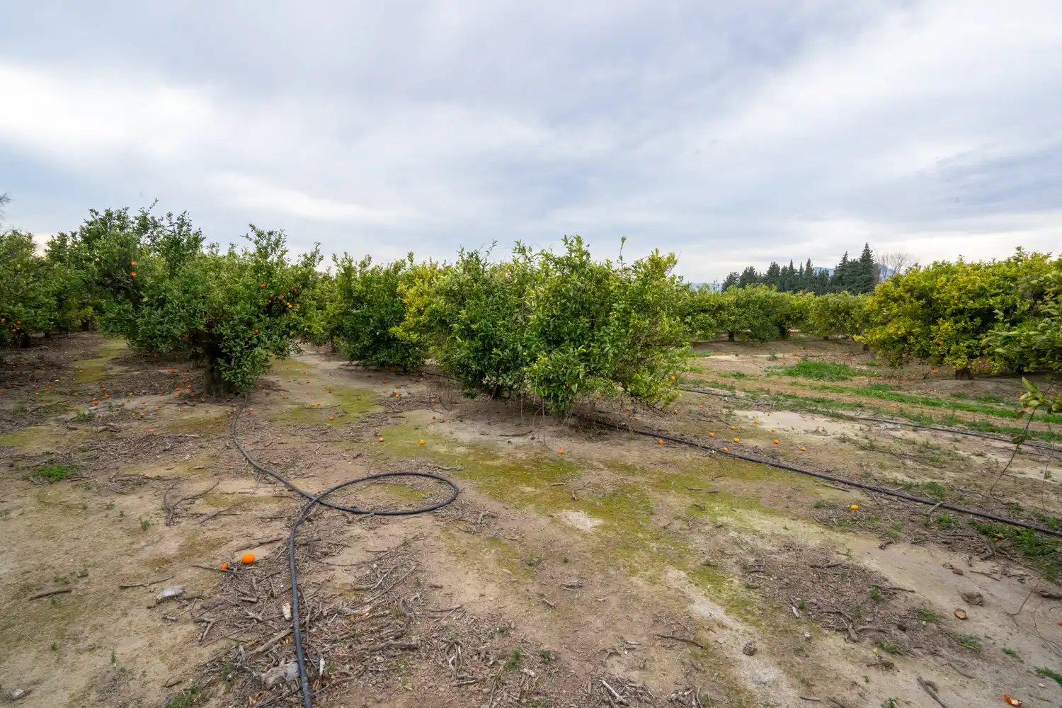 Terrain rustique à vendre à Partida Sant Bernabe 466, imagen 14