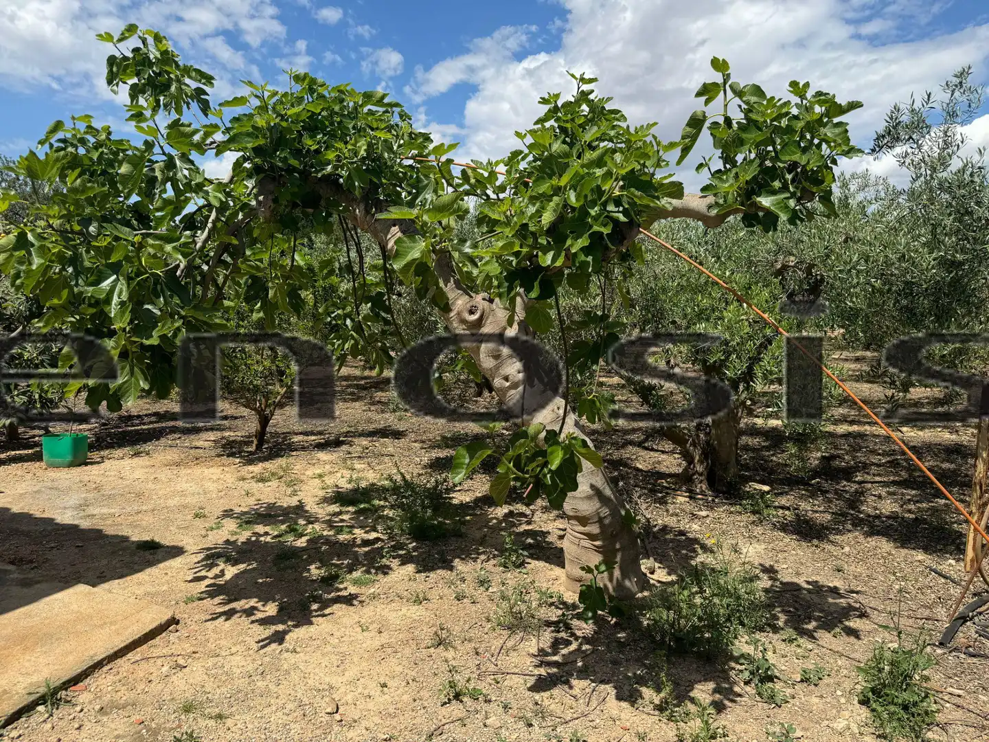 Country homes for sale in Torre-Pacheco  with Private garden, Furnished and Oven