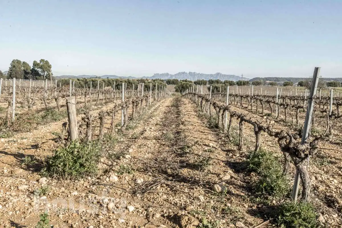 Casa o chalet en venta en Font-rubí con Calefacción, Jardín privado y Terraza