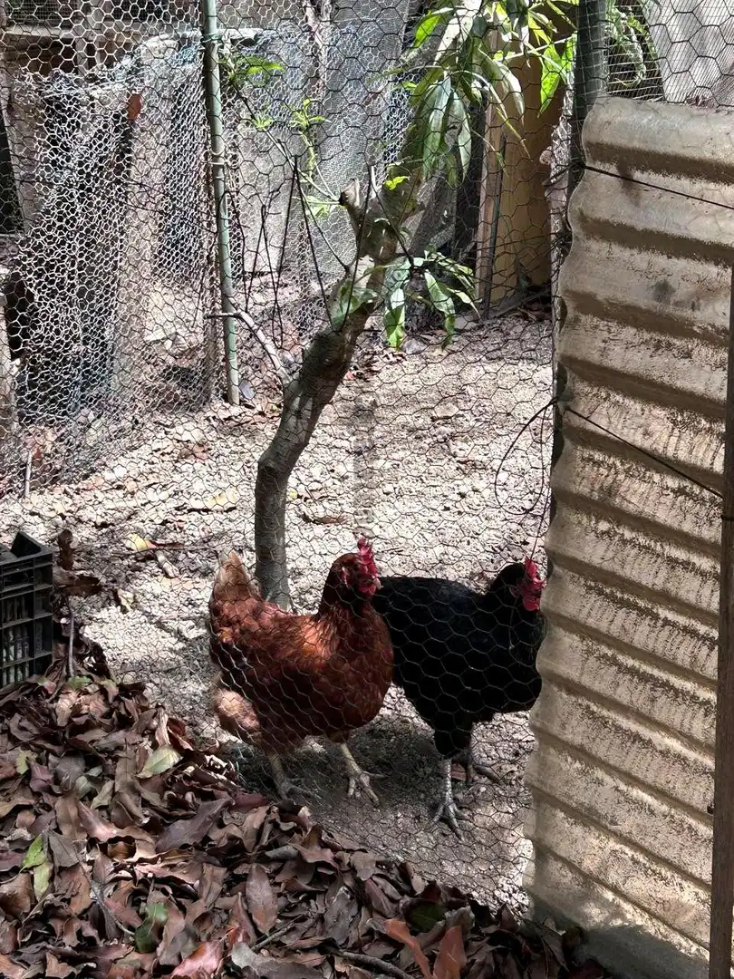 Jardín de Finca rústica en venta en Vallehermoso con Aire acondicionado, Calefacción y Jardín privado