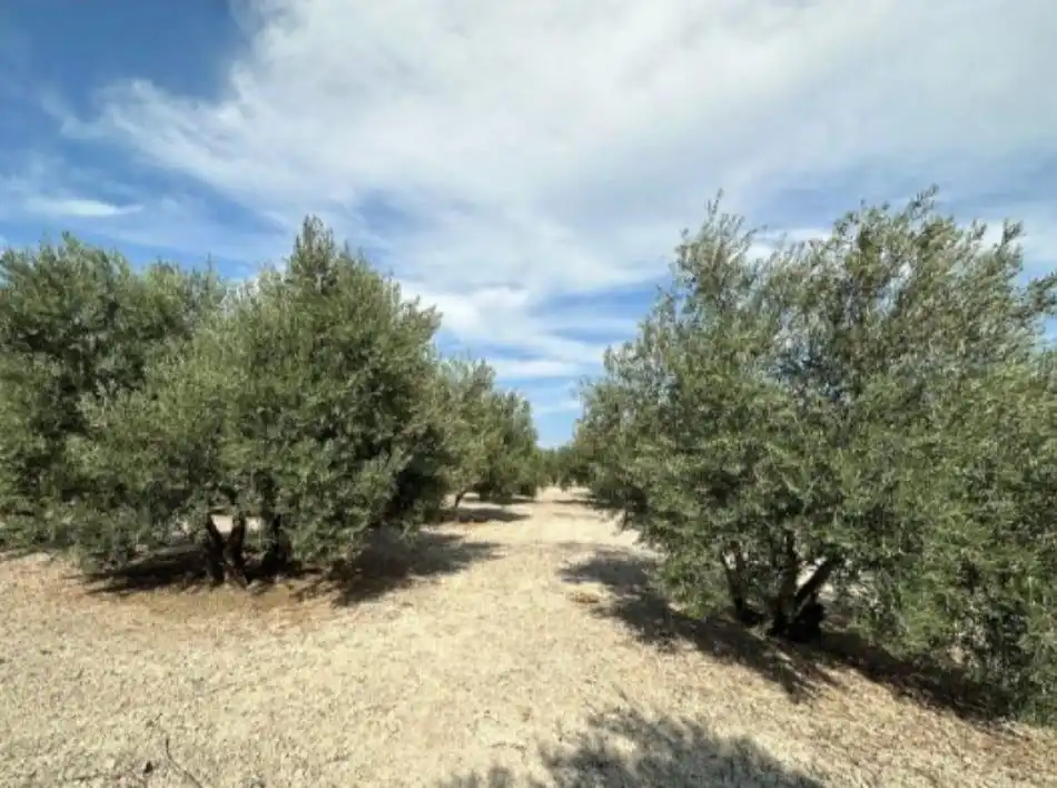 Terrenos y solares en venta en Úbeda, imagen 7