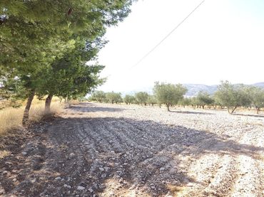 Terreny rústic en venda a Castalla