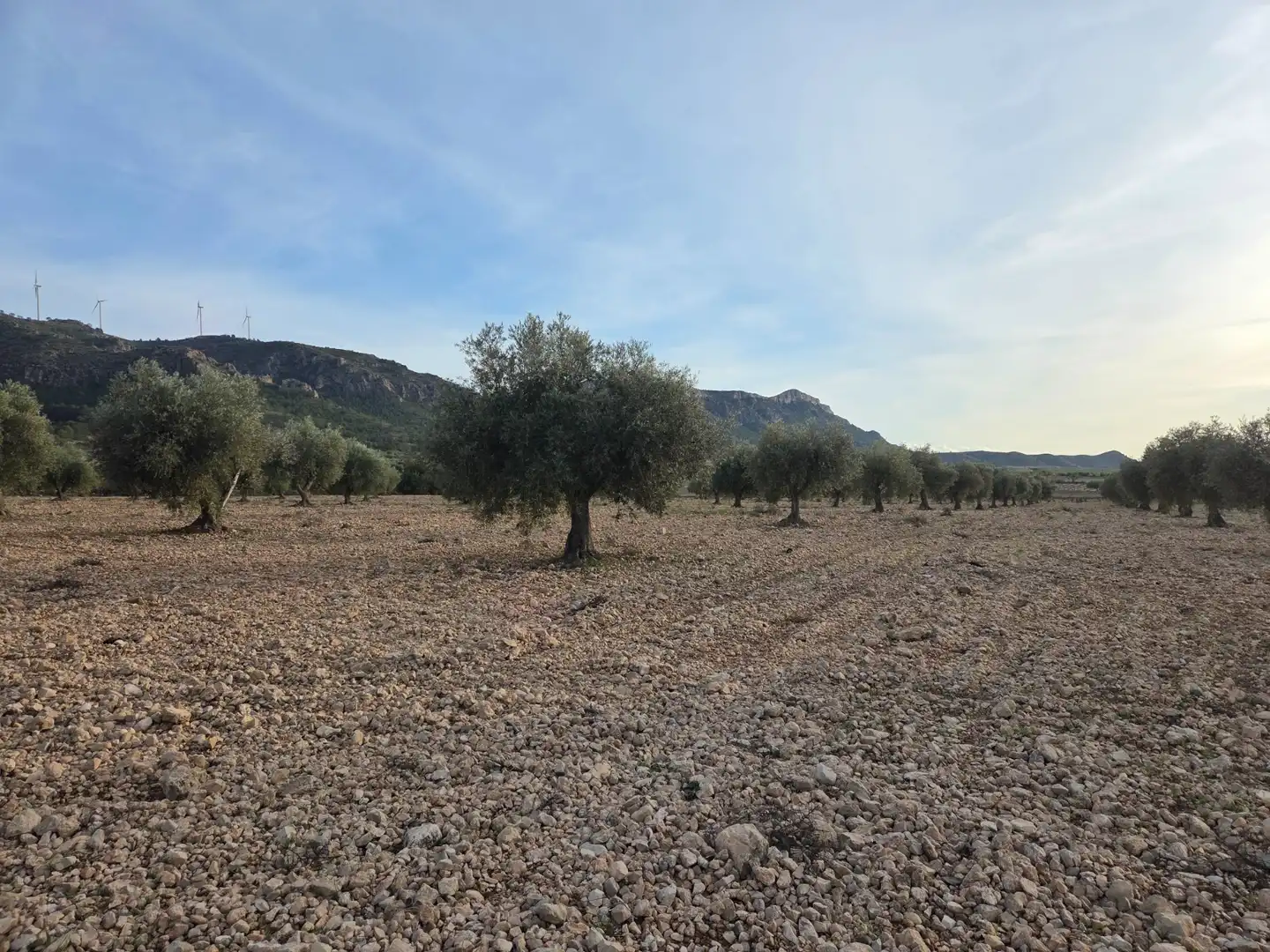 Terreny residencial en venda a Jumilla, imagen 5