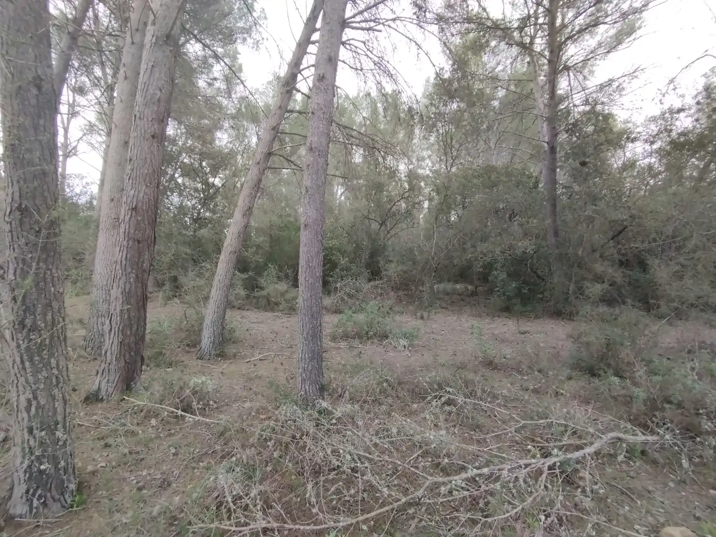 Rural land for sale in Algaida, imagen 3