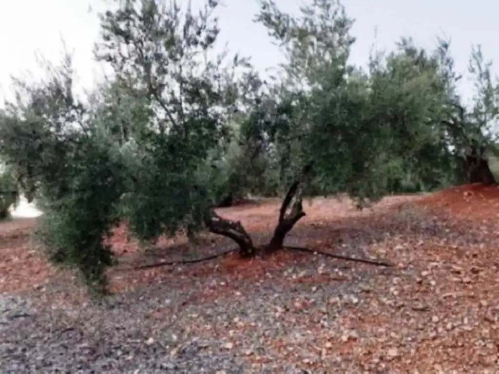 Terreni e lotti in vendita a Villanueva del Arzobispo, imagen 3