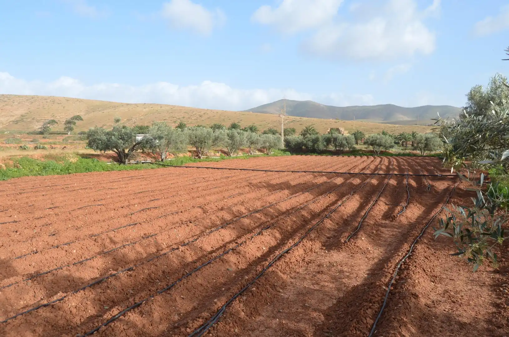 Jardí de Finca rústica en venda en Pájara amb Jardí privat, Terrassa i Traster