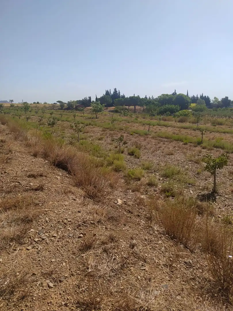 Terreno rustico in vendita a Riudecols, imagen 7