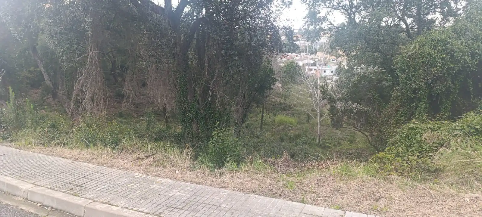 Terreno residencial en venta en Riudarenes, imagen 2