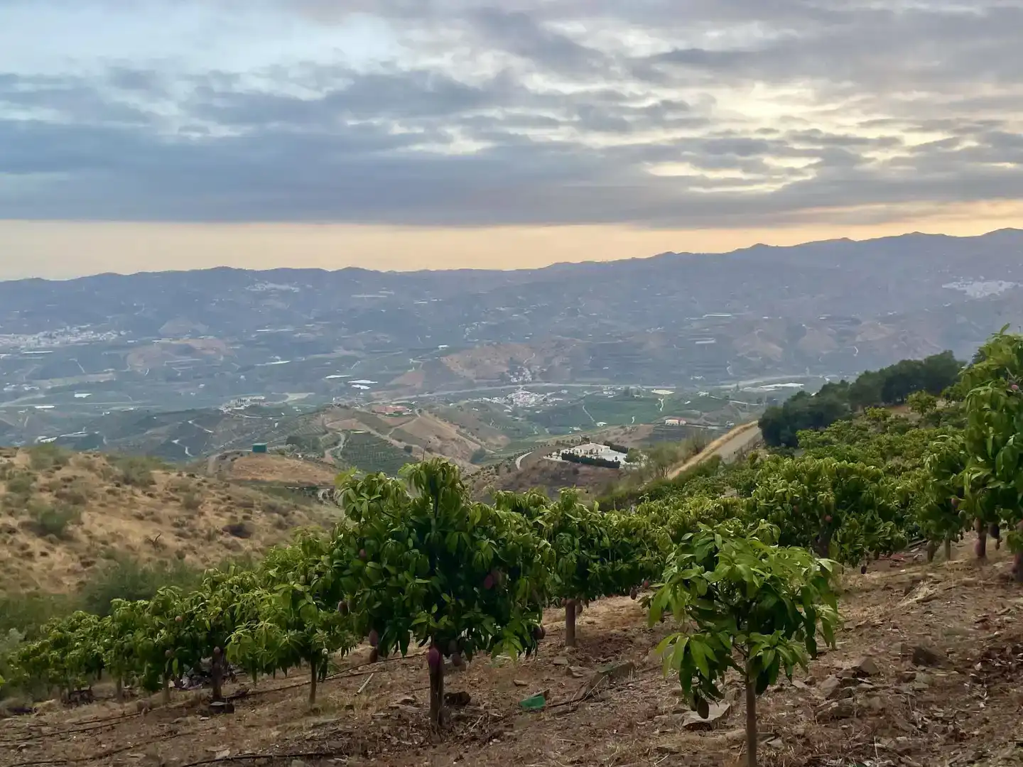 Vista exterior de Finca rústica en venda en Vélez-Málaga amb Jardí privat, Parquet i Piscina