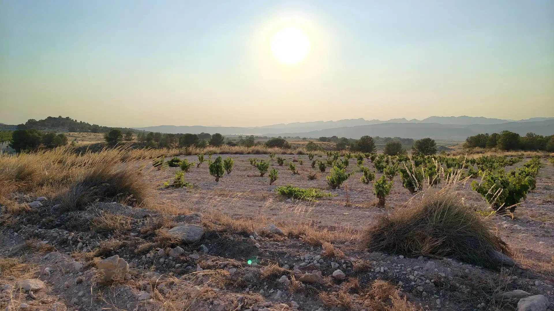 Terreno rustico in vendita a Jumilla, imagen 5