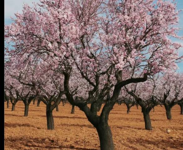 Terreno en Venta en N/A, -1 en Mula