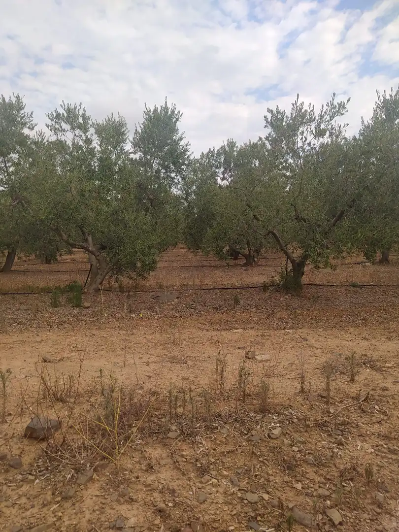 Terreny rústic en venda a Montbrió del Camp, imagen 10
