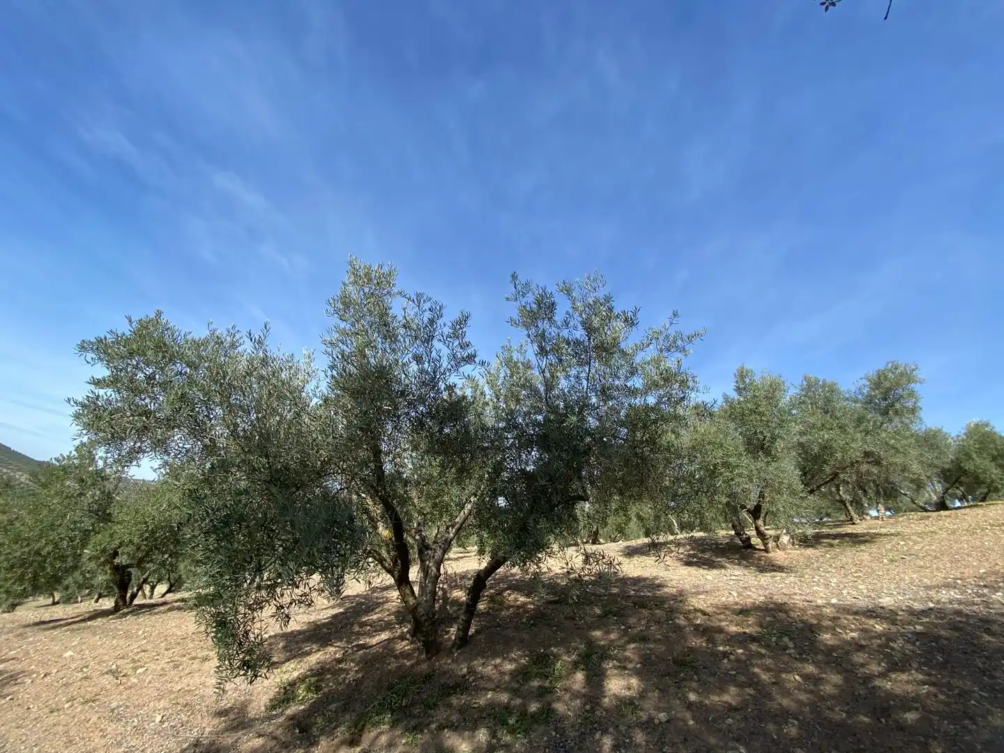 Terreno en venta en Villanueva Mesía