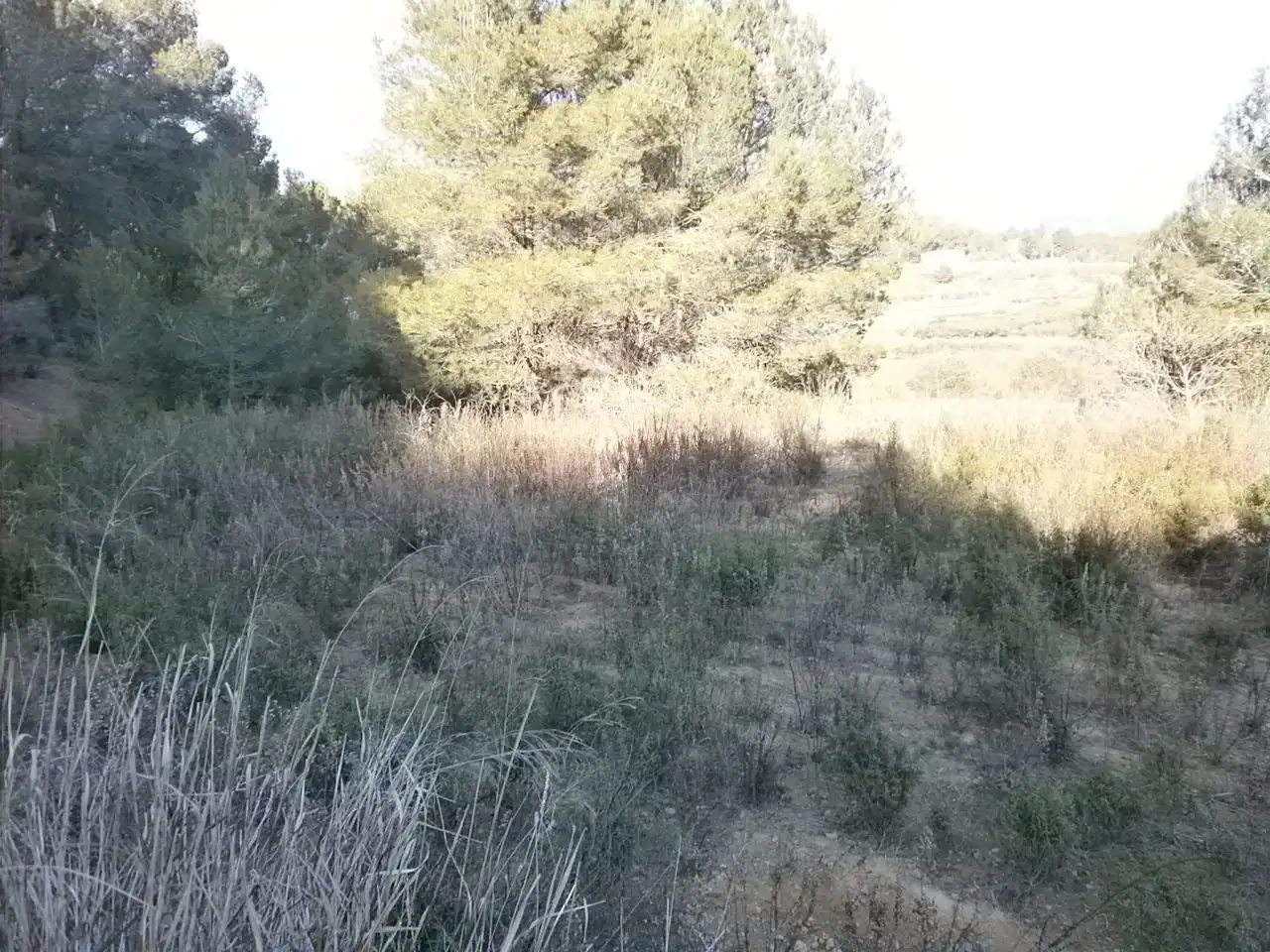 Terreno rustico in vendita a Riudecols, imagen 3